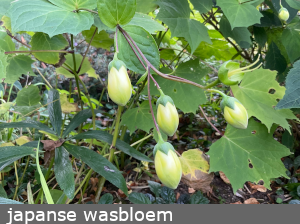 Japanse wasbloem