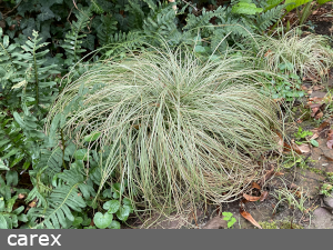 Carex frosted curls
