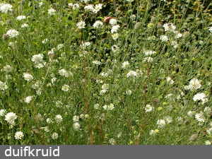 duifkruid