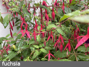 fuchsia