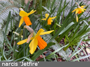 narcissen