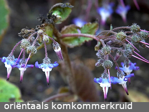 orientaals komkommerkruid