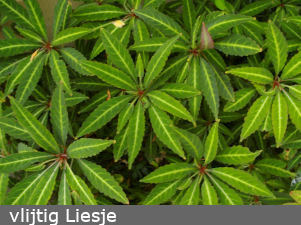 vlijtig Liesje