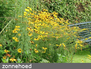 zonnebloem