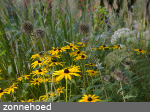 zonnehoed